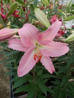 [5346 Chelsea DJ No02.JPG]